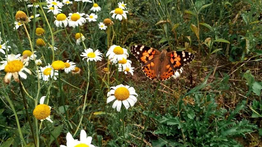 Close up of a monarch butterfly flapping its wings on a large daisy flower and then fluttering away