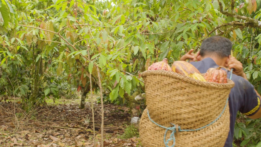 indigenous worker carrying a basket harvesting cocoa fruits in ecuador Royalty-Free Stock Footage #1037895335