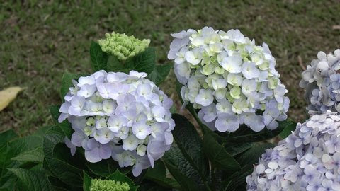 Japanese Hydrangeas Ajisai Are In Stock Footage Video 100 Royalty Free Shutterstock Japanese Hydrangeas Ajisai Are In Stock Footage Video 100 Royalty Free Shutterstock