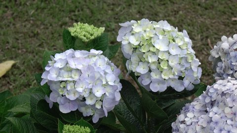 Japanese Hydrangeas Ajisai Are In Stock Footage Video 100 Royalty Free Shutterstock