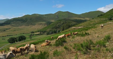 Col de la Croix-Morand, Massif Central, Puy de Dôme, Auvergne, France. Grazing cattle in the Col de la Morand also known as Col de Dyane.