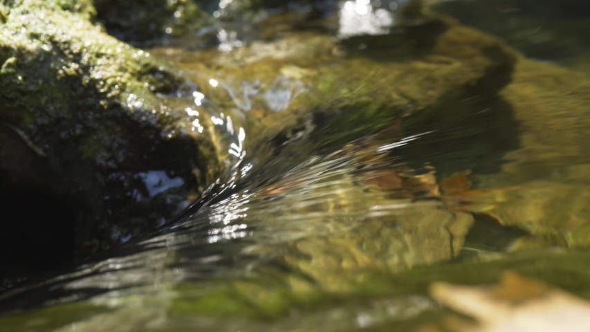 small river in forest, the trees reflecting in the water , leaves floating on water