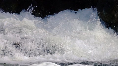 Big wild Atlantic Salmon jumping into river stream in Norway. Slow motion and close up.
