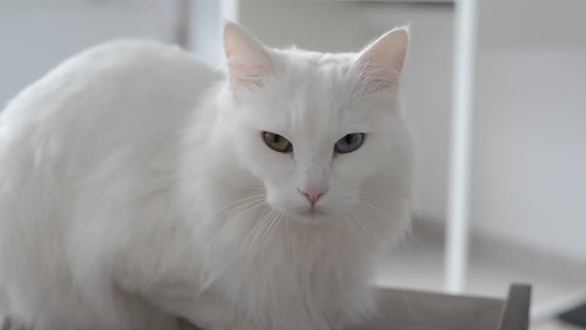 turkish white cat
