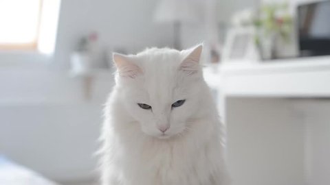 White turkish angora cat with different eyes. Moving camera