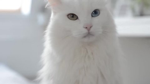 White turkish angora cat with different eyes. Say no