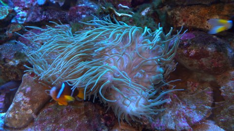 tropical coral reef. clown fish with algae family. bright colored clown fish in blue water posing on camera. beautiful reef in the pacific ocean. anemone swaying with fishes in it 