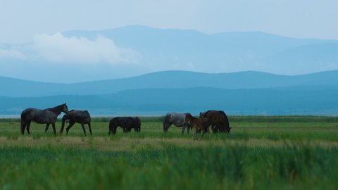 Colts play in the mountain valley. A herd of horses free-roaming and grazing. Calm and serenity of nature of Khakassia, Southern Siberia