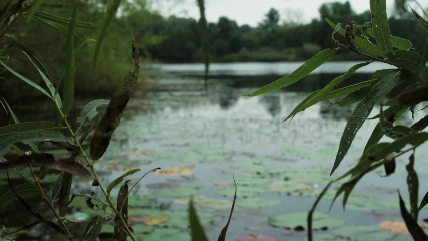 lily-pads-free-photo-download-freeimages