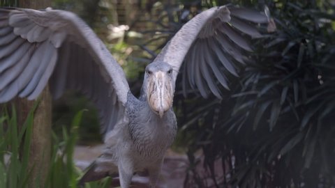 Shoebill (Balaeniceps rex) flapping its wings. Close up shot with the stork-like bird. Beautiful view of the large wings and the enormous bill.