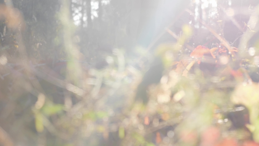 Woman feet in boots walking through fall woodland at sunrise. Attractive female tourist walking in autumn forest