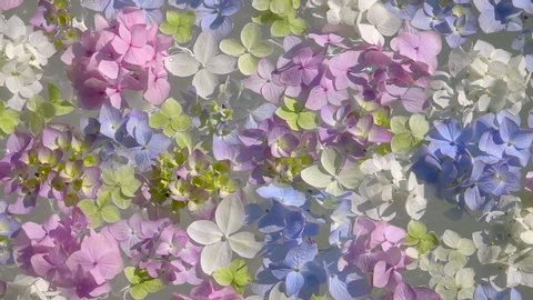 Different colours of Hydrangea flowers in water. Beautiful wellness and spa background. Slow motion. Shooting with high speed camera.