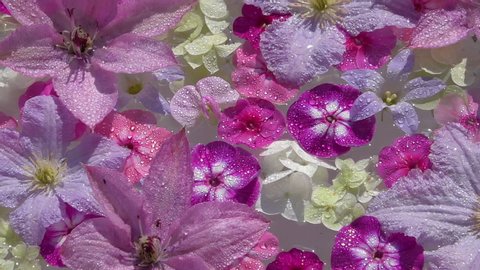 Beautiful spa flowers on the water surface: hortensia, phlox, clematis, bluebell and sweet peas with sparkling water drops at sunny day. Closeup shot. Slow motion. 