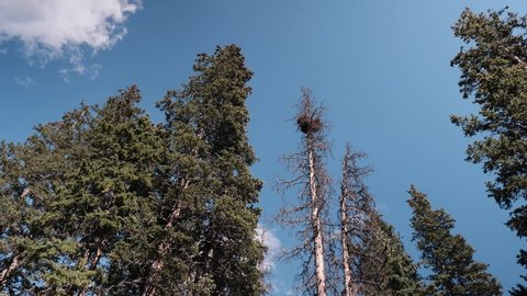 Timelapse looking up at trees with moving clouds in background