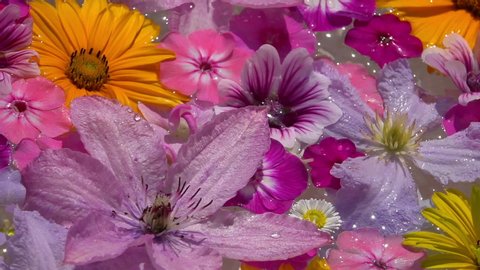 Vivid painted flowers waving in water: hortensia, phlox, clematis, coneflower, camomile, bluebell and sweet peas with pearly drops of water. Beauty and relax. Slow motion super macro shot at sunny day