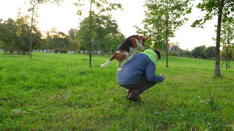 Sportive dog perform trick, jump on back of man sitting squat on haunches. Active beagle show agility and trained skills, easy spring up on owner shoulders