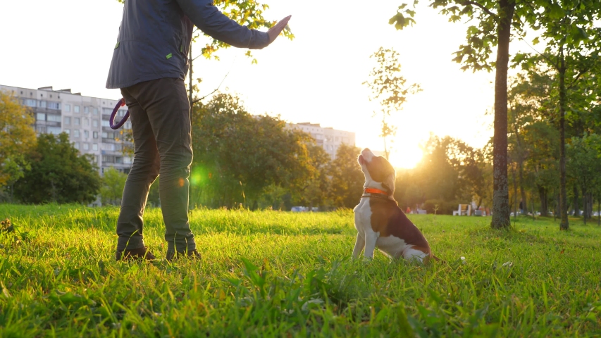 Smart dog raise and touch man hand by front paws, sunny park lawn at morning hour. Beagle stand up on hind legs and give five to owner, good boy Royalty-Free Stock Footage #1037934881