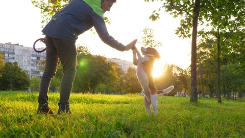 Smart dog raise and touch man hand by front paws, sunny park lawn at morning hour. Beagle stand up on hind legs and give five to owner, good boy