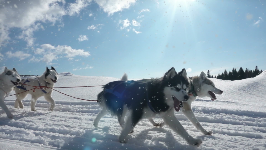 Dogs harnessed by dogs breed Husky pull sled with people, slow motion, Video loop | Shutterstock HD Video #1037936186