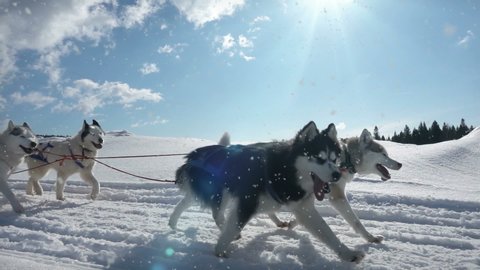 Dogs harnessed by dogs breed Husky pull sled with people, slow motion, Video loop