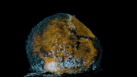 Moldy Peach with Fruit Flies Returns to Ripe State, Reverse Timelapse