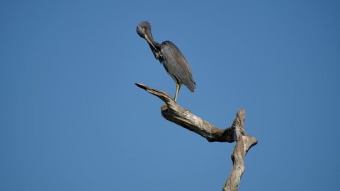 Great blue heron in Florida wetlands