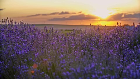 Lavender field in Provence, France. Blooming Violet fragrant lavender flowers. Growing Lavender swaying on wind over sunset sky, harvest. 4K UHD video