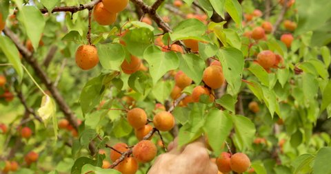 Apricot ripe orange fruits with red dots on sweet and tasty on a tree among green leaves in garden  bountiful rich harvest before ingathering on farm in summer