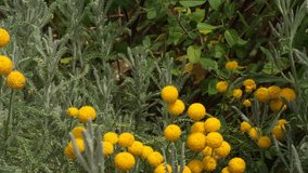 4K video of idyllic botanical yellow flower green tree garden.