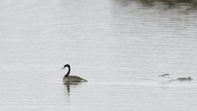 HD Video of Western  2 Grebes swimming confrontational in a lake on a cloudy day. the Western Grebe breeds in lakes and ponds across the American West and winters primarily off the Pacific Coast.