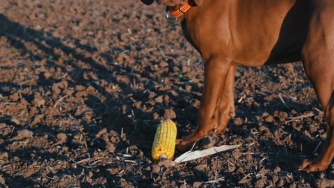 Cute baby Hungarian Vizsla dog standing in an empty field, looking into the distance, then giving attention to a corn cob on the ground.