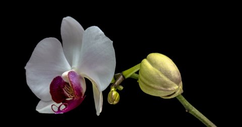 Time-lapse of opening white orchid isolated on black background