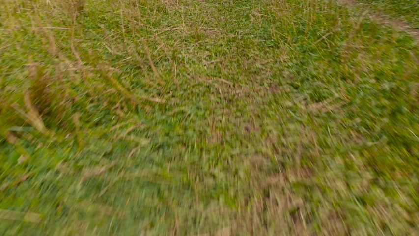 Aerial backwards tilt up reveal of couple walking through beautiful meadow in forest area on bright and sunny day