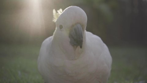 Slow motion Cockatoo eating seeds (Cacatua galerita) portrait morning sunrise sunshine