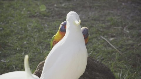 rainbow lorikeet vs cockatoo fighting argument  slow motion Australia Gold Coast