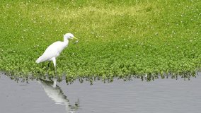 HD Video of one Cattle Egret foraging for food in shallow marsh waters. The cattle egret nests in colonies, which are often found around bodies of water.