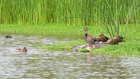 HD video various breeds ducks resting on the shore in a marsh pond. Duck flies away out of frame.