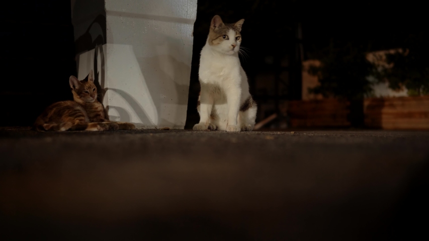 Stray Alley Cats In Greece.Cat Sits On City Street At Night.Homeless Orange Tabby Cat Sitting On Street.  Royalty-Free Stock Footage #1037972588