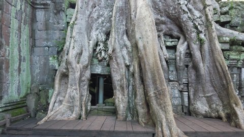 Ta Prohm, Angkor Wat. Panning, tree temple in Cambodia inside the famous temple of tomb raider.