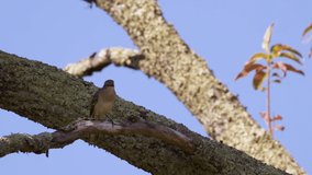 Northern mockingbird on a large branch. 25 sec/60 fps. Original speed. Clip 6