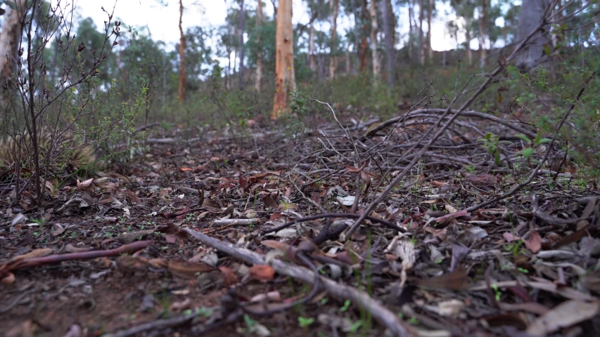Wild Echidna crossing the forest