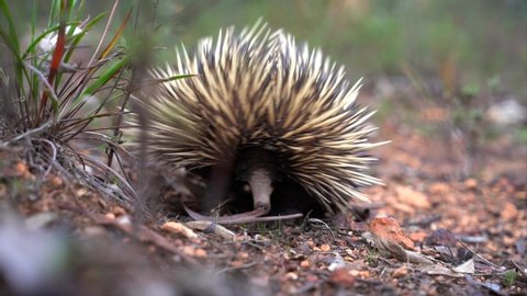 Echidna, a native spine covered mammal of Australia.