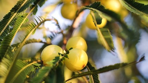 Zoom in shot of ripe lime amla or indian gooseberry hanging from a tree in the middle of lush green leaves at sunset. These fruits are known for their many health beenfits and the low depth of feild