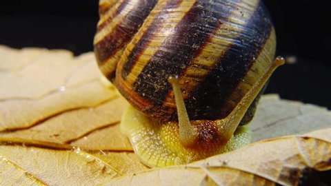 Helix pomatia, common names the Roman snail, Burgundy snail, edible snail or escargot. The snail slowly creeps on a leaf. Fauna of Ukraine.