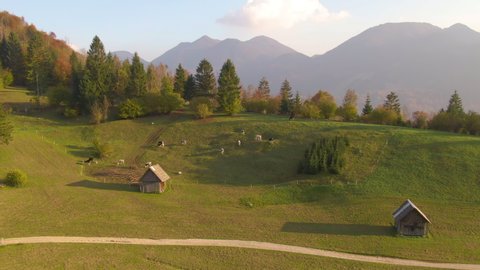 AERIAL: Flying over a small herd of cattle grazing and towards the town of Bohinj in fall. Picturesque view of the Slovenian countryside on a beautiful autumn morning. Idyllic rural landscape in fall