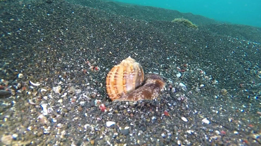 Tun Shell Snail (Tonna galea) or giant tun burrowing in the black sand of Lembeh Strait, Indonesia
 | Shutterstock HD Video #1038004526