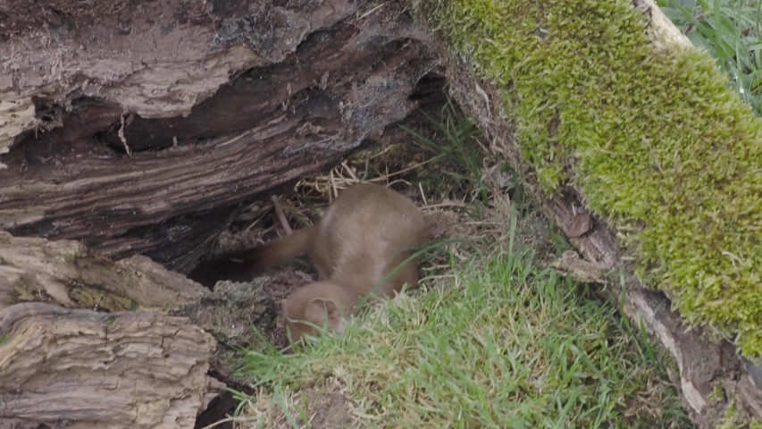 Stoat (Mustela erminea) standing on a log hunting for food