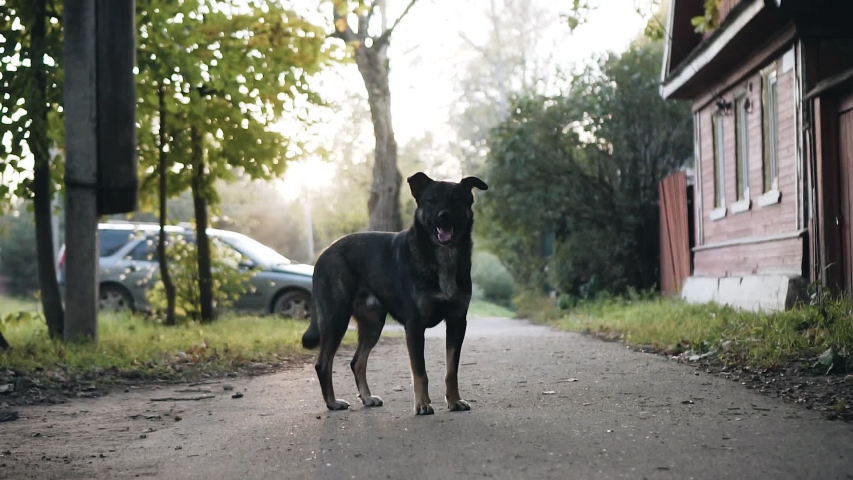 A stray dog stands in the middle of the sidewalk. Steam rises from its mouth. It