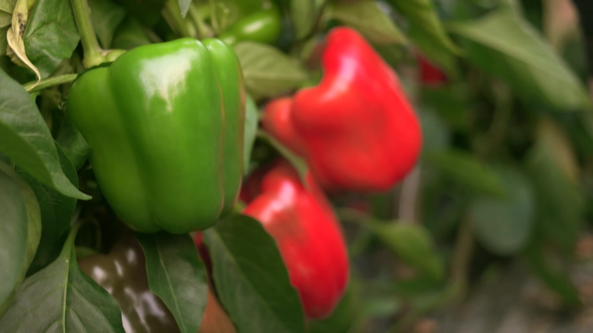 Close up of female hands picking up green and red peppers. Bell pepper harvest. Healthy homegrown vegetables. Royalty-Free Stock Footage #1038010106