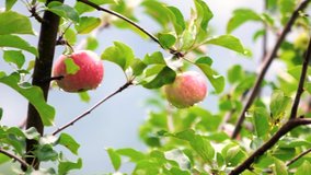 Apple tree branch with apples after rain. Apples with water droplets in the garden. Organic fruit orchard. - Powered by Shutterstock - Get 15% off with code: PIKWIZARD15